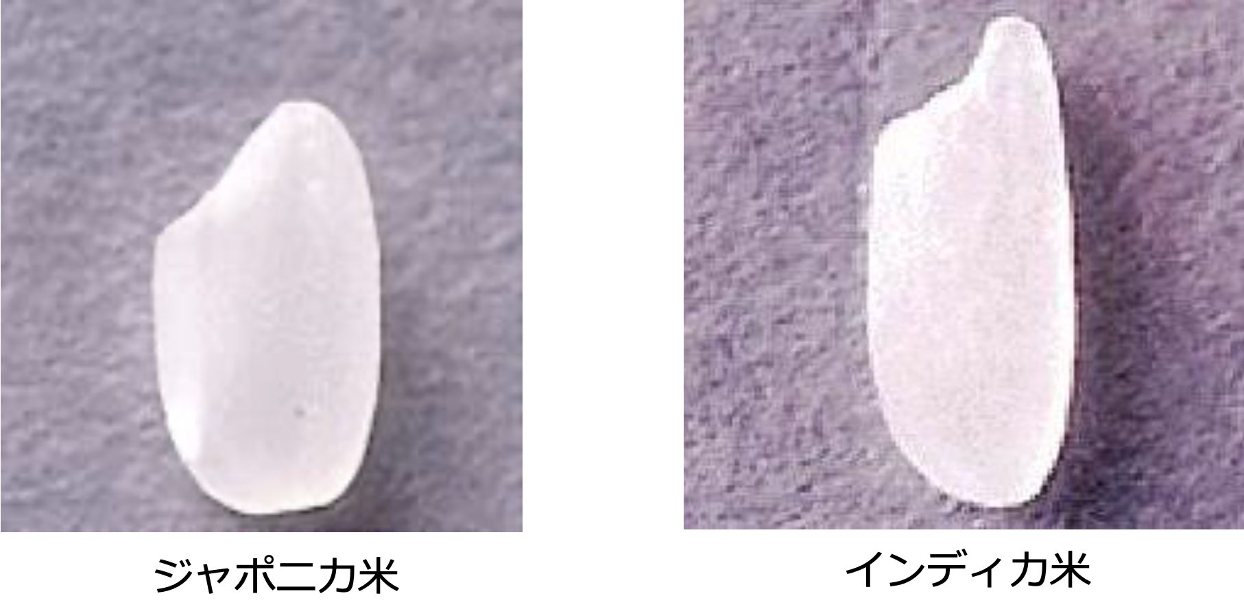 日本でのビーフン